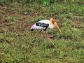 G (49) Painted Stork - Yala NP